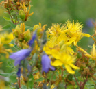 weil Magerwiese bayerisch-bunte Vielfalt bedeutet weil Magerwiese bayerisch-bunte Vielfalt bedeutet